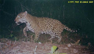 jaguarcarlosfaller.jpg
